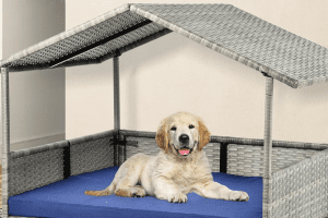 The Best Indoor Dog House for Comfortable Living 2023