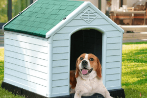 Best Outdoor Dog House for Your Furry Friend in 2023