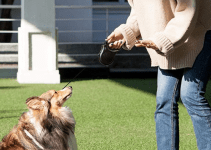 The Best Retractable Leash for Dogs in 2024