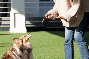 The Best Retractable Leash for Dogs in 2023
