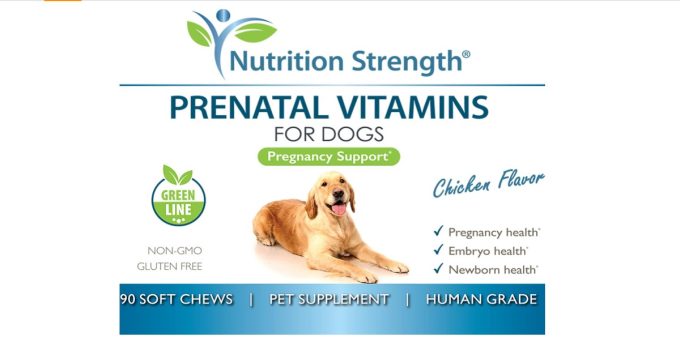 8 Best Supplements for Pregnant Dogs: Essential Nutrients for a Healthy Pregnancy