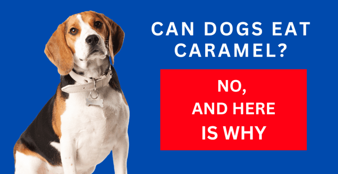 Can Dogs Eat Caramel? No, And Here Is Why 2024
