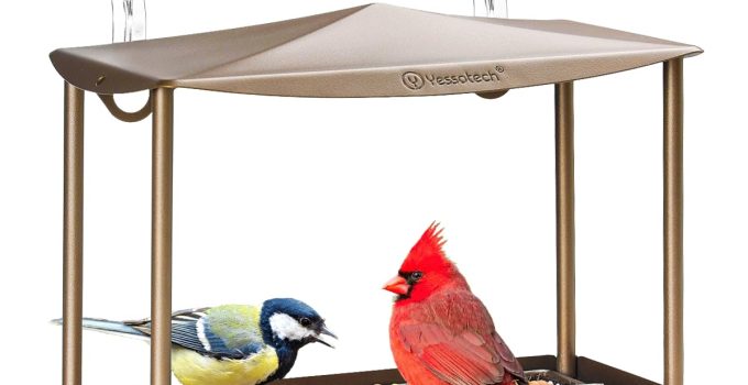 8 Best Bird Feeders for Attracting a Variety of Birds