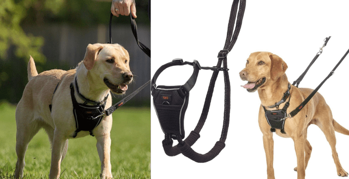 Best Dog Harness to Stop Pulling: Top Picks for 2024