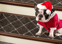 The Best Stair Runner for Dogs: 8 Top Choices for Durability and Safety