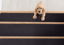 8 Best Stair Runners for Dogs in 2024