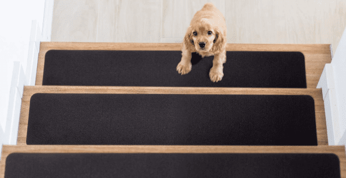 8 Best Stair Runners for Dogs in 2024