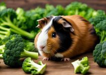 Can Guinea Pigs Eat Broccoli? Find Out Here!