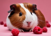 Can Guinea Pigs Eat Raspberries? My Top Tips!