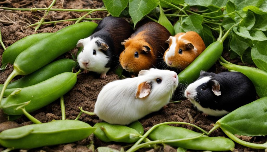 runner beans and guinea pigs