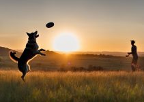Australian Cattle Dog Training: 6 Effective Tips & Tricks