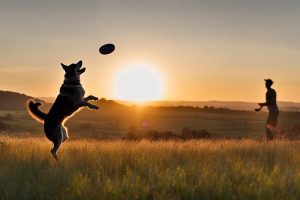 Australian Cattle Dog Training: 6 Effective Tips & Tricks
