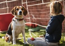 5 Effective Beagle Training Tips for First-Time Owners