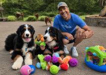 Bernedoodle Training: 4 Popular Methods for Happy Pooches