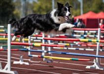 Master Border Collie Training With This 6 Tips