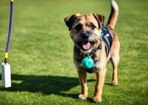 Master Border Terrier Training: 5 Essential Tips & Tricks