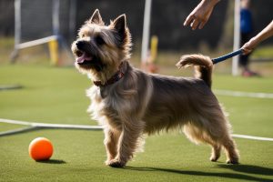 Cairn Terrier Training 4 Useful Tips & Techniques