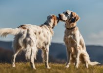 Essential English Setter Training – 5 Tips for Success