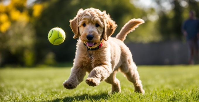 Expert Goldendoodle Training: 6 Easy Tips & Tricks