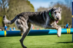 Irish Wolfhound Training: Useful and Efficient Techniques 2024