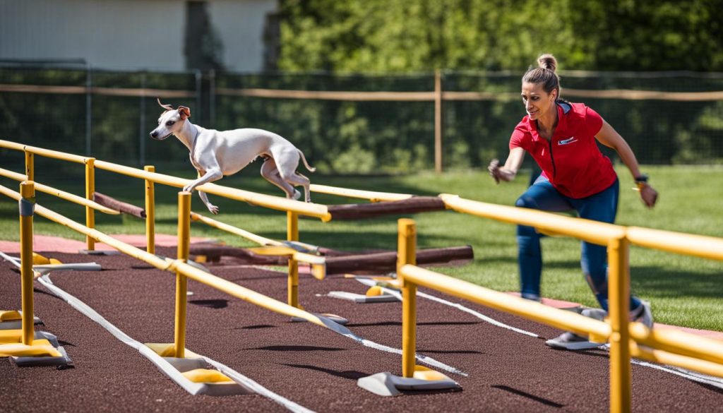 Italian Greyhound behavior training