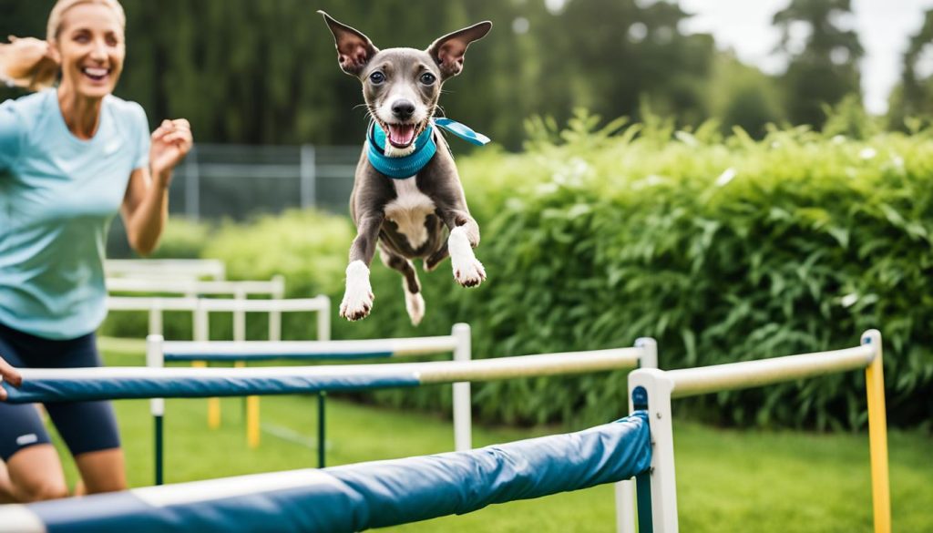 Italian Greyhound puppy training