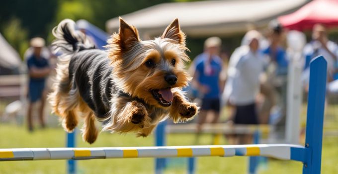 Discover Silky Terrier Training: 5 Tips for Your Furry Friend