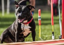 Unlock Staffordshire Bull Terrier Training With 5 Successful Tips