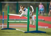 Wire Fox Terrier Training: 5 Essential Benefits of Obedience Training