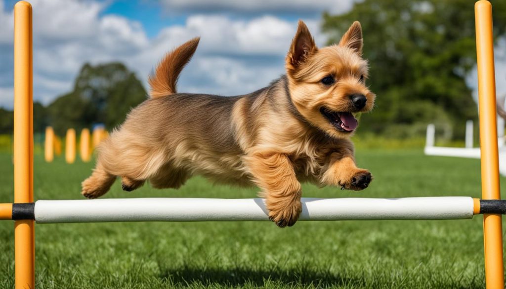norwich terrier puppy training