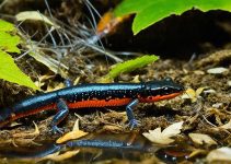 What Do Salamanders Eat? Unlock 5 Friendly Feeding Tips