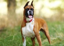 Are Boxers Smart? Ultimate Canine Intelligence Insight 2024