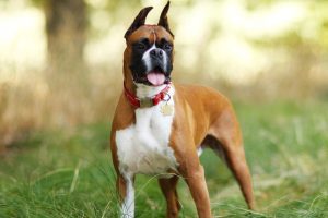 Are Boxers Smart? Ultimate Canine Intelligence Insight 2024