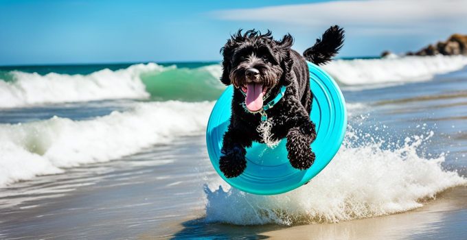 Are Portuguese Water Dogs Smart: Discover Its 6 Amazing Characteristics