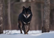29 Facts About Black Wolves