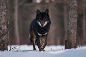 29 Facts About Black Wolves